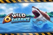 6 Wild Sharks