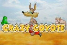 Crazy Coyote