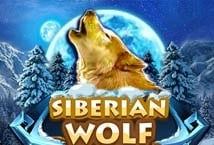 Siberian Wolf