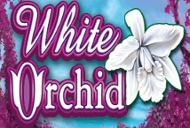 White Orchid