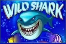 Wild Shark